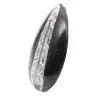 Orthoceras fossile - 2