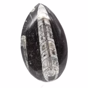 Orthoceras fossile