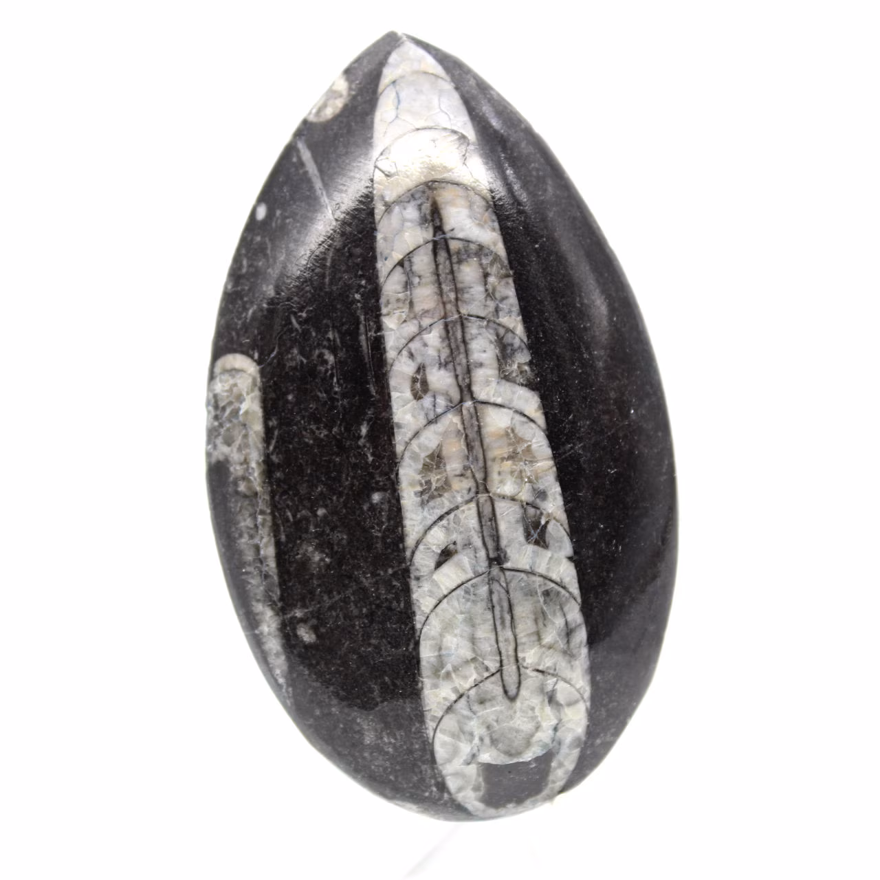 Orthoceras fossile