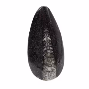 Orthoceras fossile dal Marocco