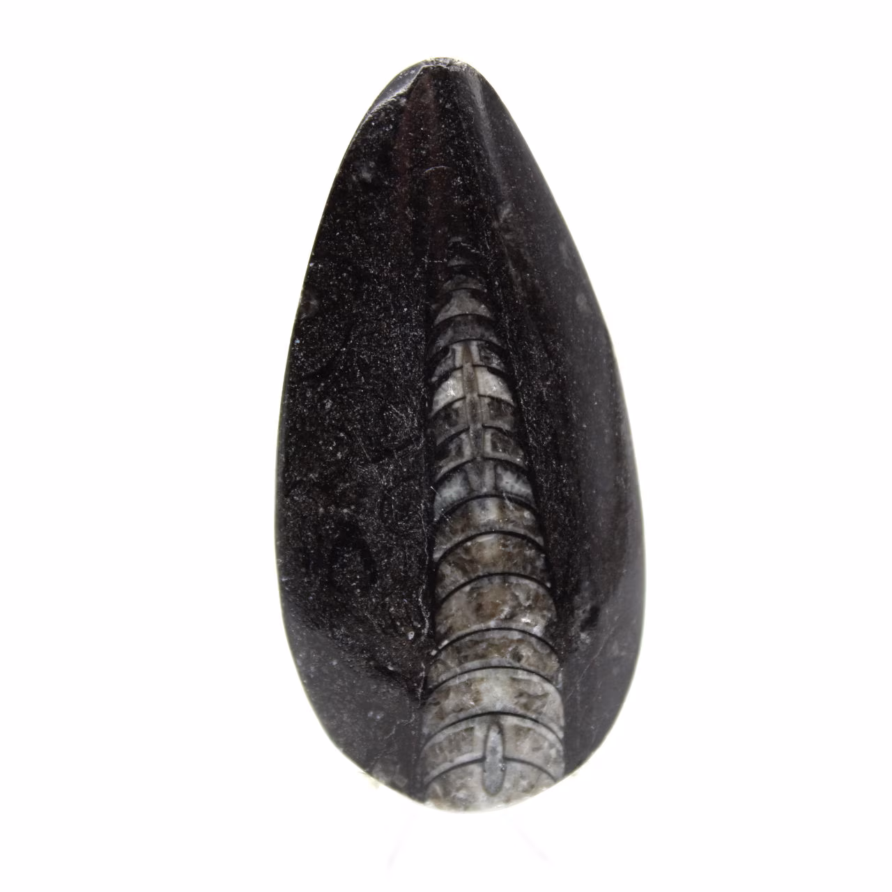 Orthoceras fossile dal Marocco