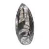 Orthoceras fossile - 0