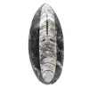 Orthoceras fossile dal Marocco - 0