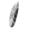 Orthoceras fossile dal Marocco - 2