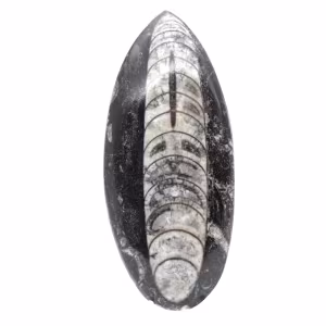 Orthoceras fossile dal Marocco