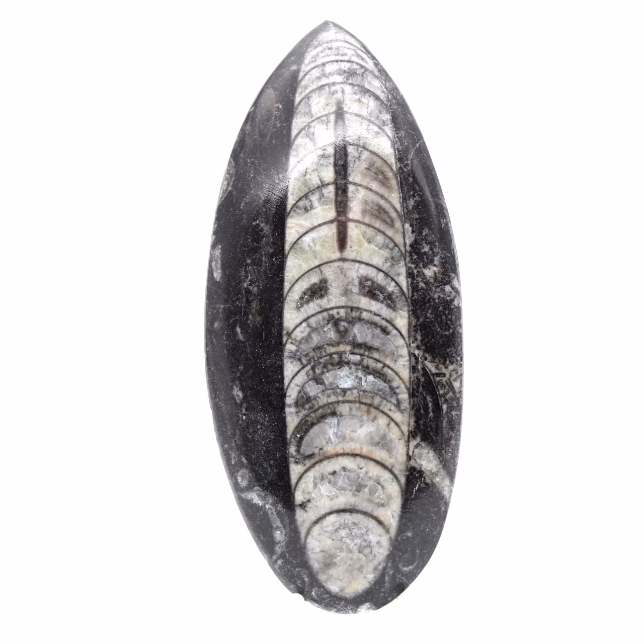 Orthoceras fossile dal Marocco
