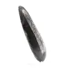Orthoceras fossile - 2