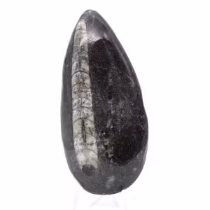Orthoceras fossile