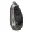 Orthoceras fossile