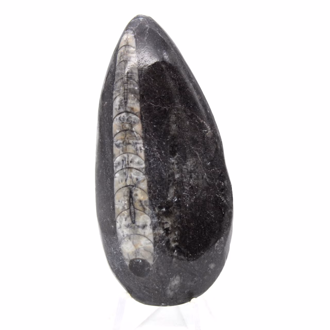 Orthoceras fossile
