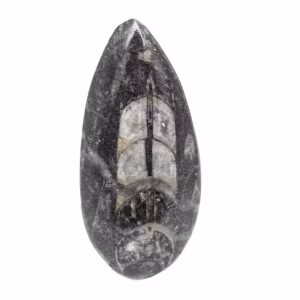 Orthoceras fossile