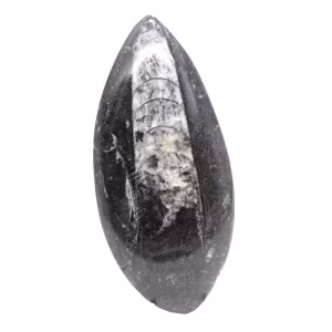 Orthoceras fossile dal Marocco