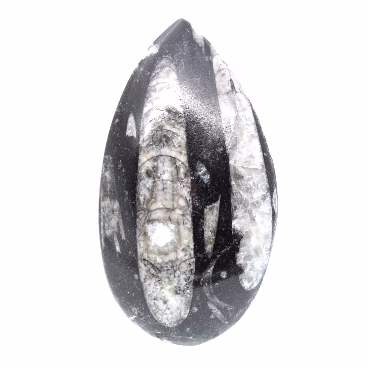 Orthoceras fossile