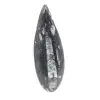 Orthoceras fossile dal Marocco - 0