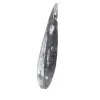 Orthoceras fossile dal Marocco - 2