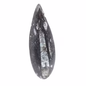 Orthoceras fossile dal Marocco