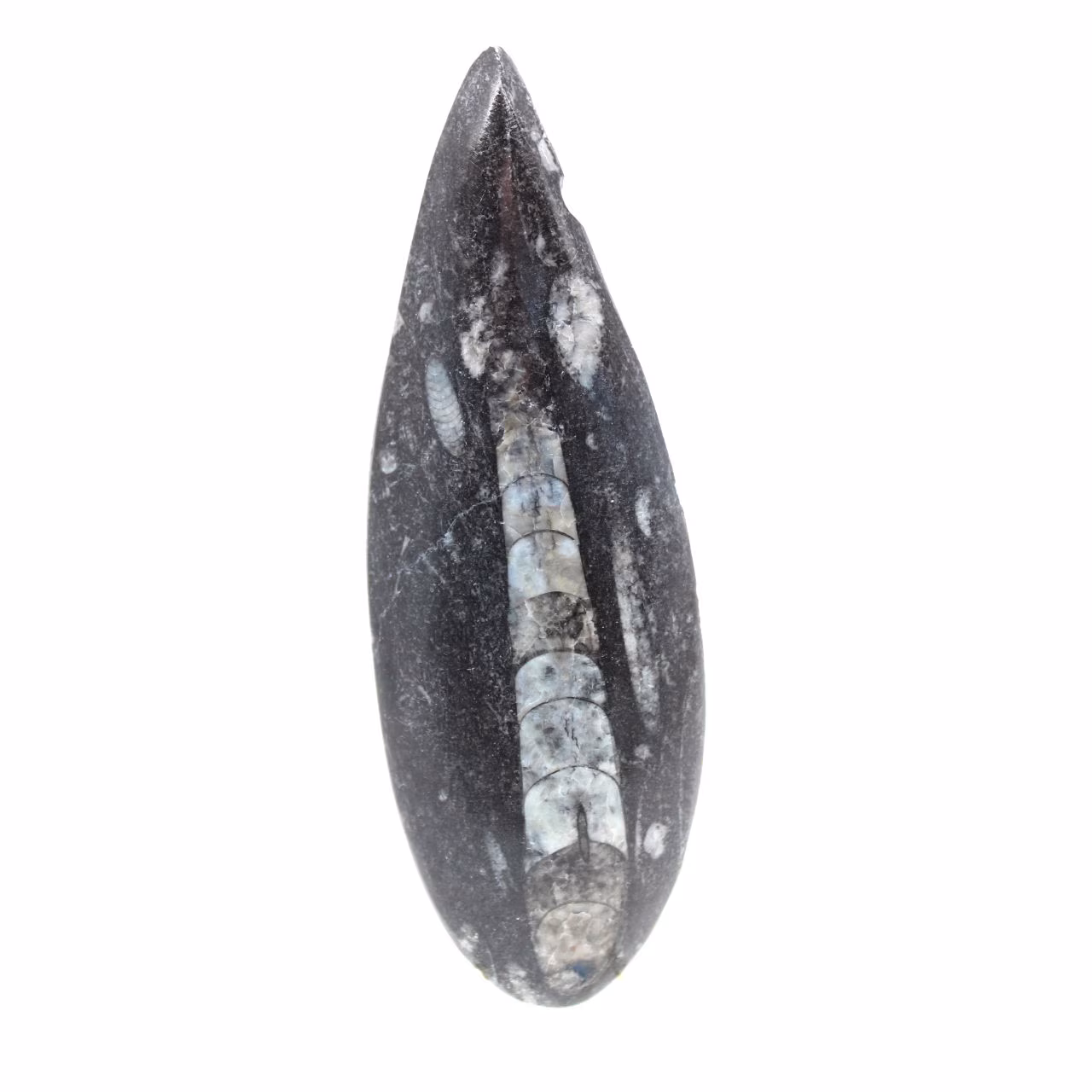 Orthoceras fossile dal Marocco