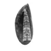 Orthoceras fossile - 0