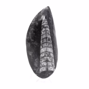 Orthoceras fossile