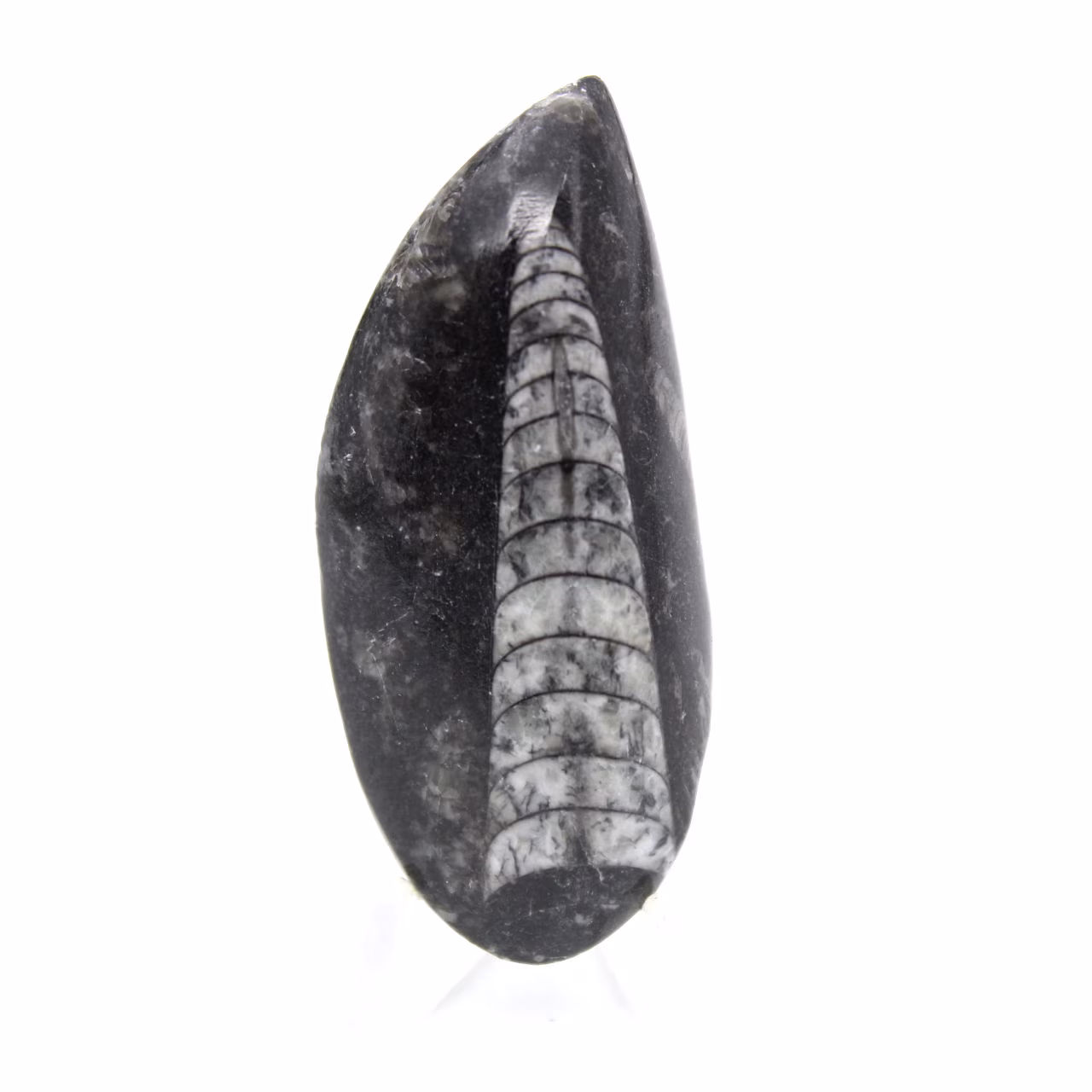 Orthoceras fossile