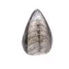 Orthocéras fossile du Maroc