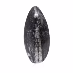 Orthoceras fossile