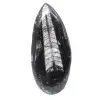 Orthoceras fossile dal Marocco - 0
