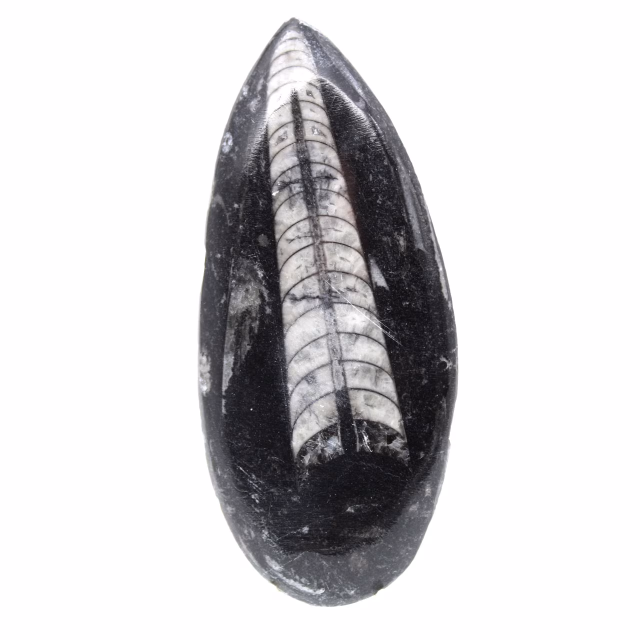 Orthoceras fossile dal Marocco