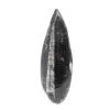 Orthoceras fossile - 0