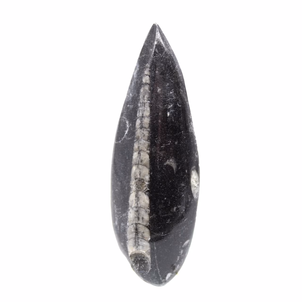 Orthoceras fossile