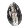 Orthoceras fossile dal Marocco - 0