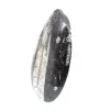 Orthoceras fossile dal Marocco - 2