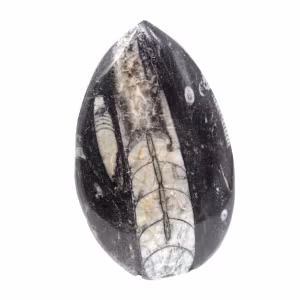 Orthoceras fossile dal Marocco