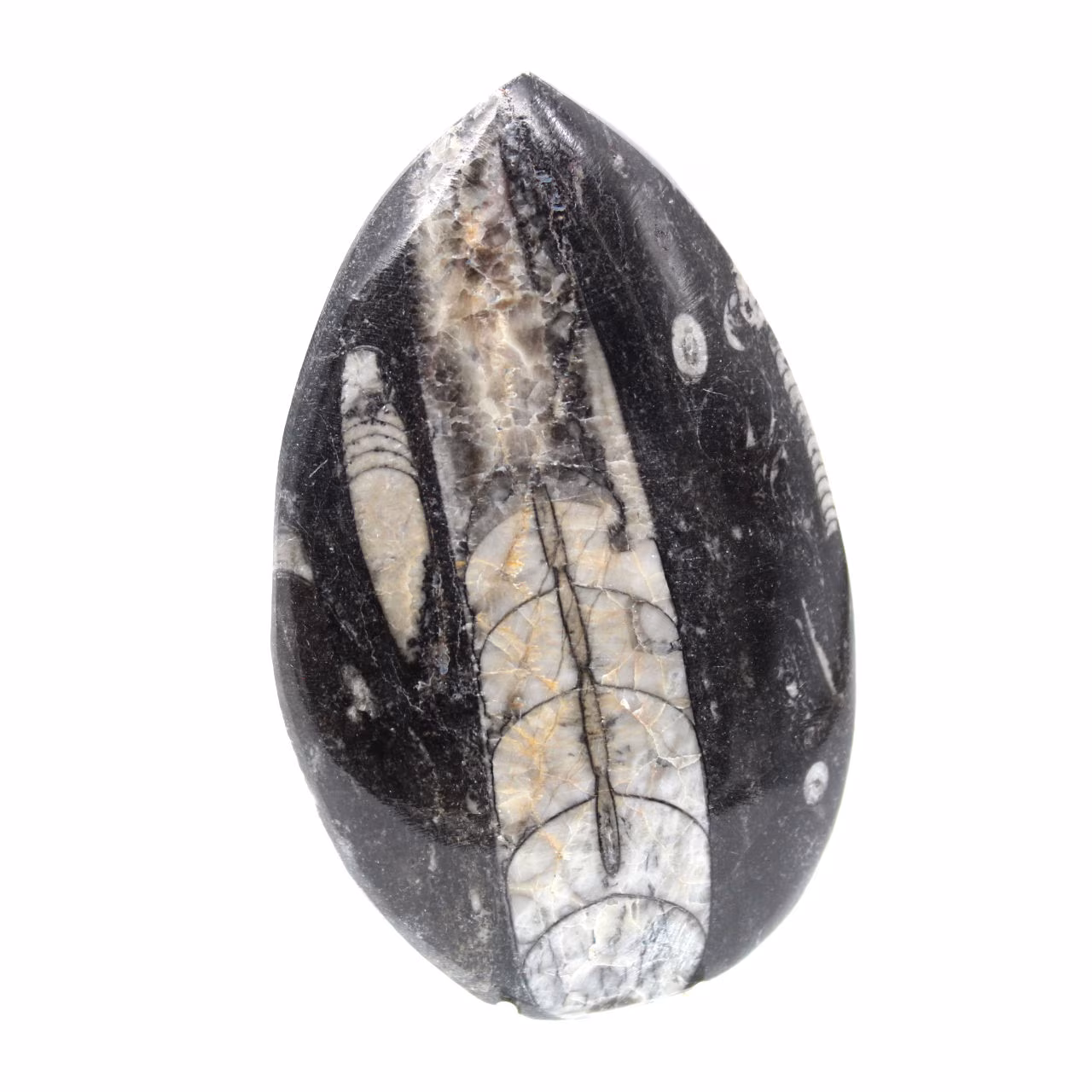 Orthoceras fossile dal Marocco
