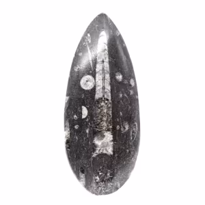 Orthoceras fossile