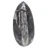 Orthoceras fossile dal Marocco - 0