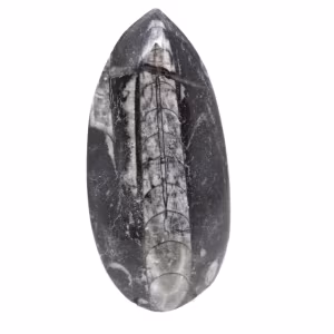 Orthoceras fossile dal Marocco
