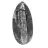 Orthoceras fossile dal Marocco