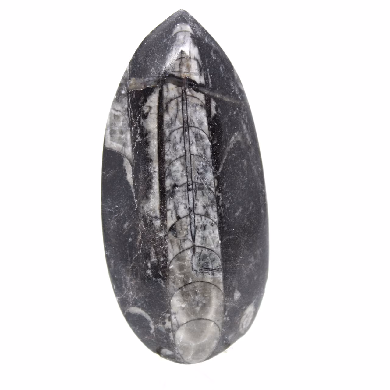 Orthoceras fossile dal Marocco