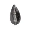 Orthoceras fossile - 0