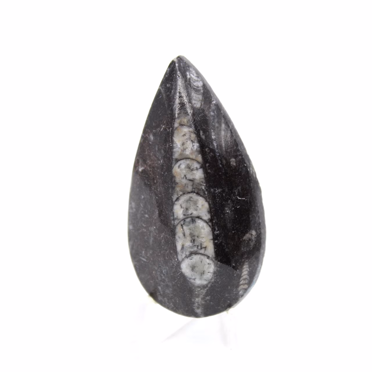 Orthoceras fossile