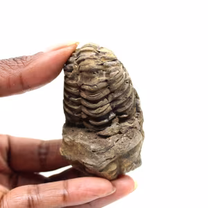 Trilobite fossile