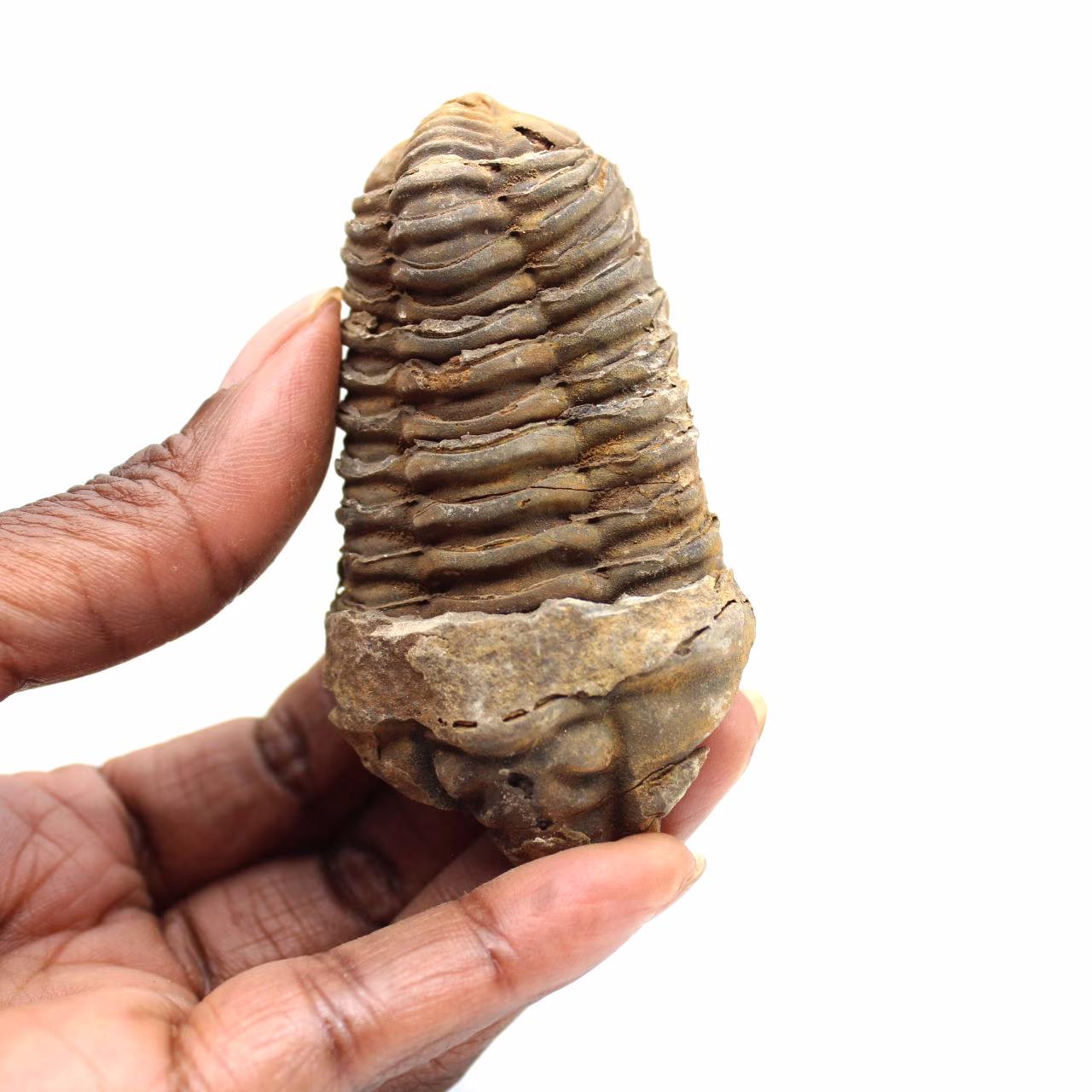 Trilobite fossile