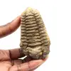 Trilobite fossile - 0