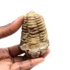 Trilobite fossile - 0