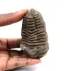 Trilobite fossile - 0