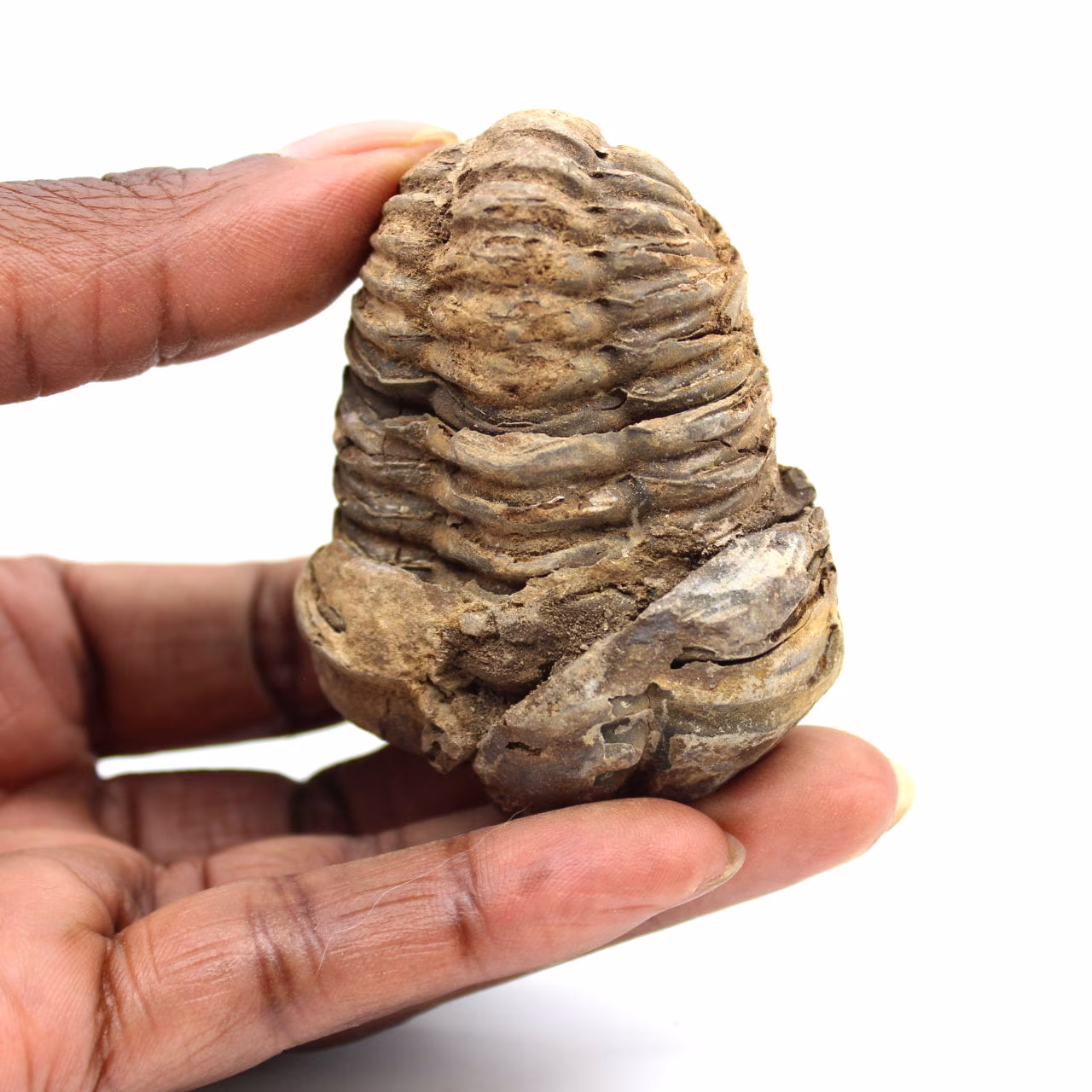 Trilobite fossile
