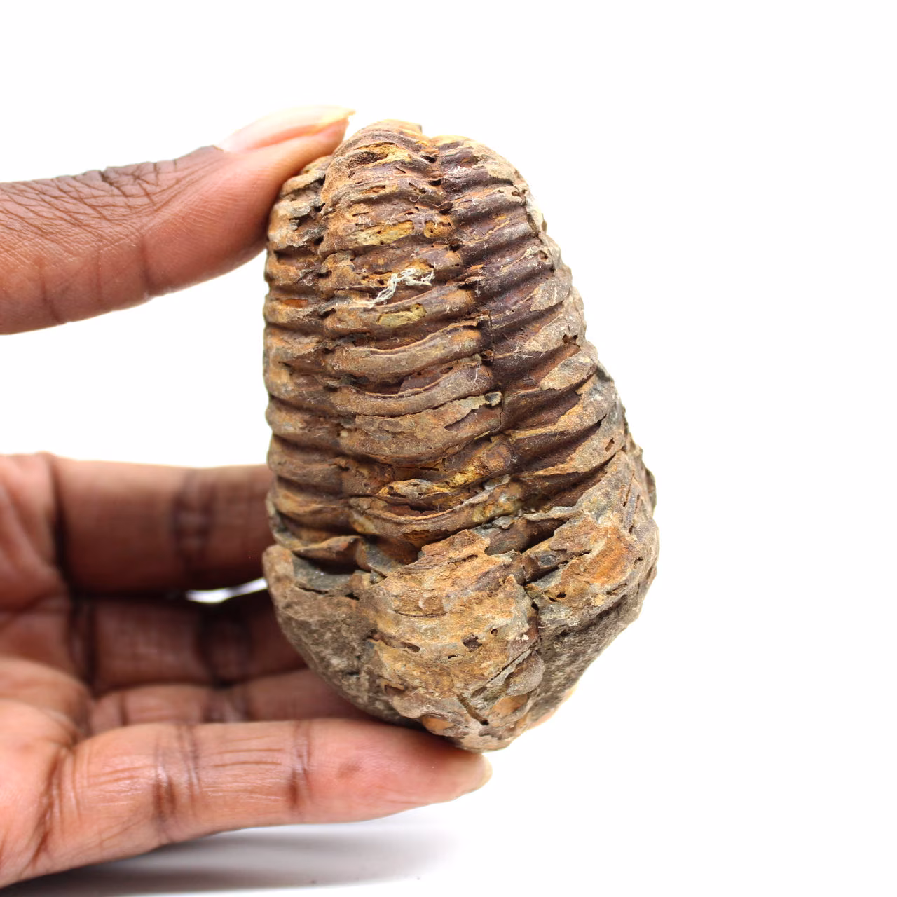 Trilobite fossile