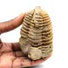 Trilobite fossile - 0