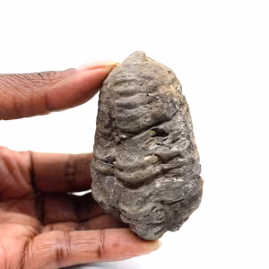 Trilobite fossile